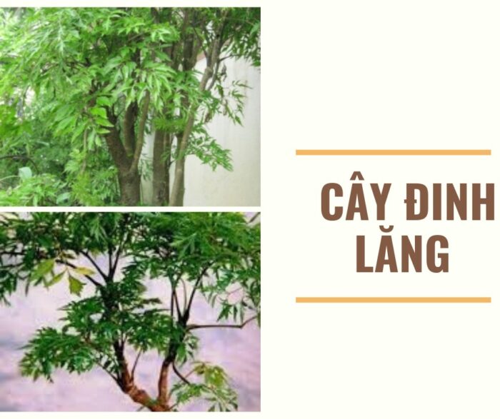 Cây Đinh Lăng dễ nhận biết, mọc ở khắp đất nước Việt Nam.